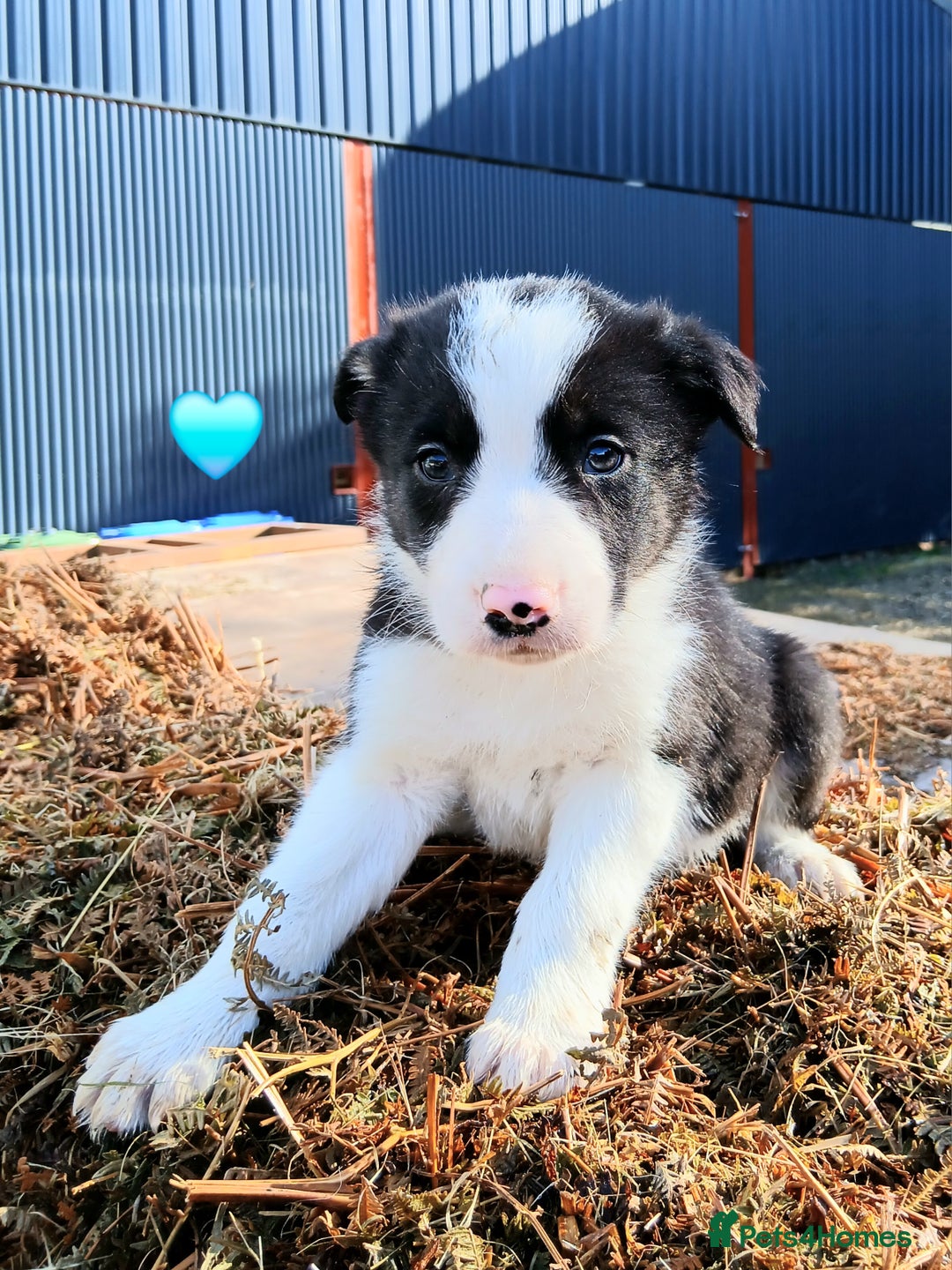 Border Collie dogs for sale: 2 smart Blue merl and two black &white puppies - Image 4