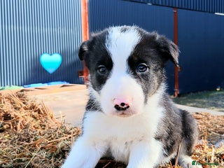 Border Collie dogs - Advert 12