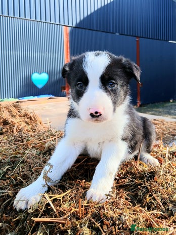 Border Collie dogs - Advert 13