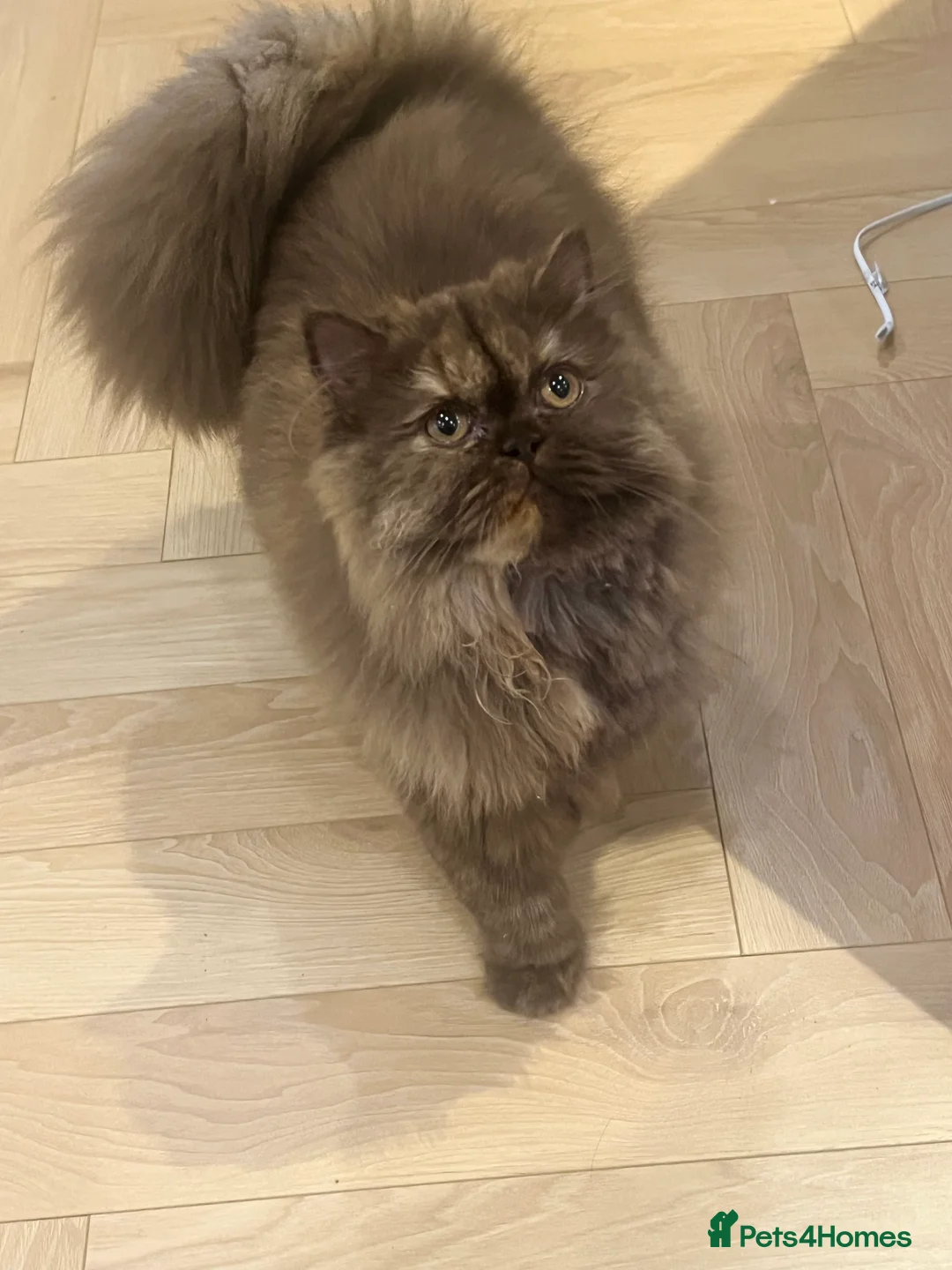 British Longhair cats for sale: Choclate & cream bicolour British long hair female - Advert 6