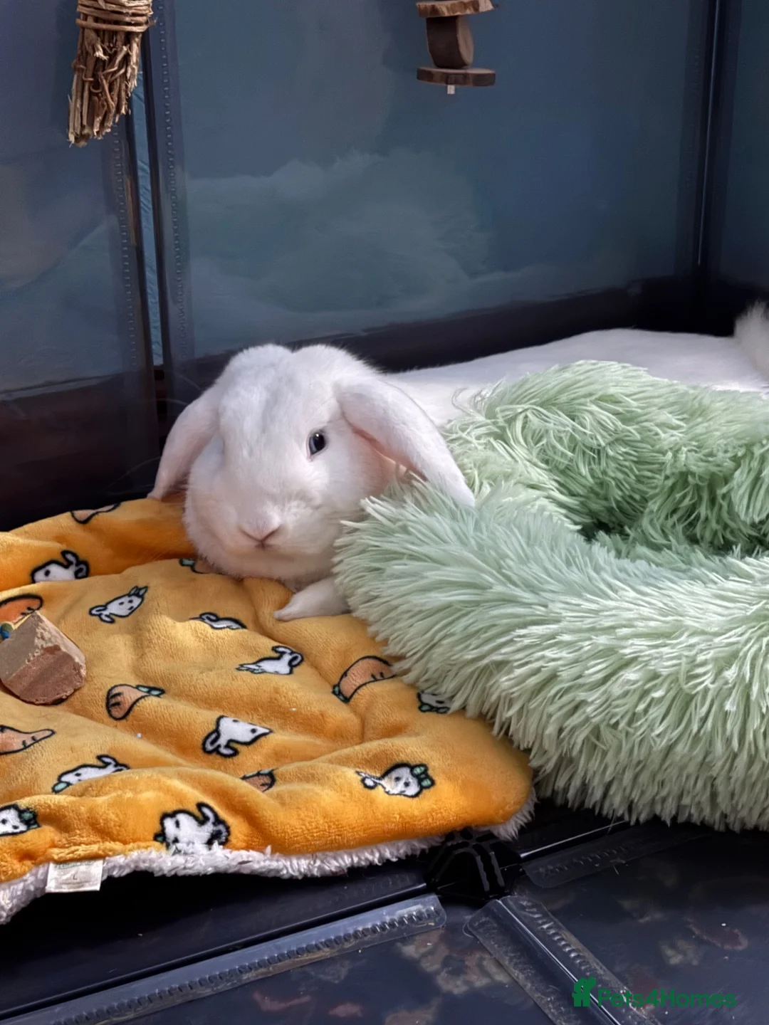 Mini Lop rabbits for sale: Mini Lop Bunny  in Doncaster - Advert 4