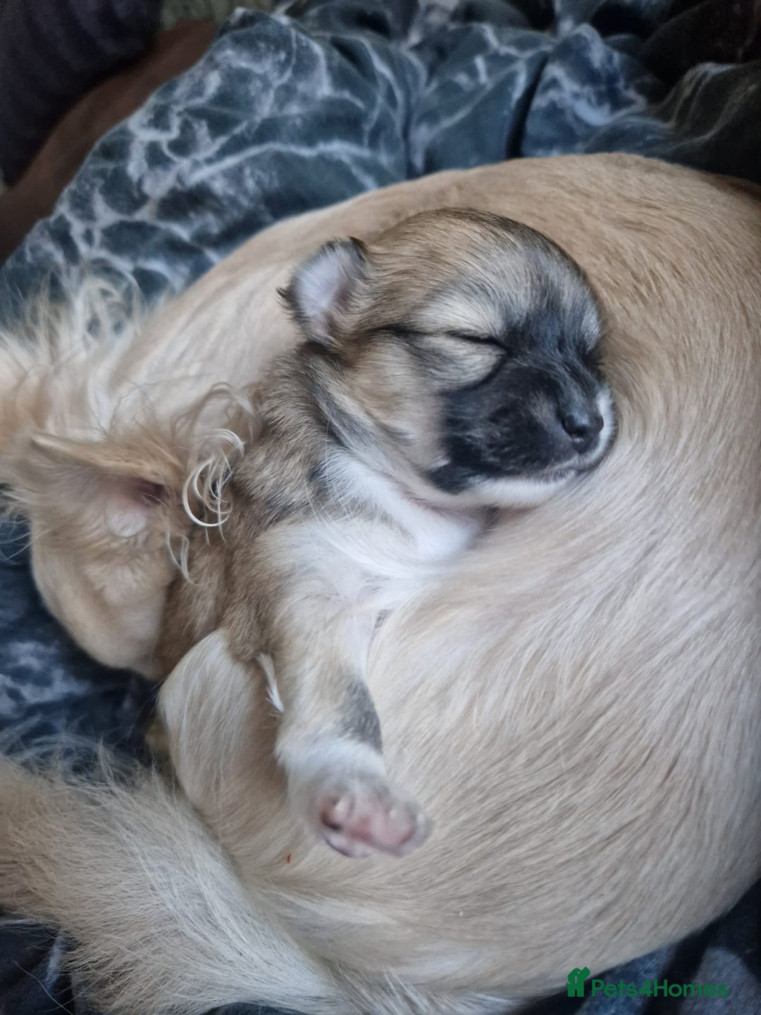 Chihuahua dogs for sale: Beautiful chihuahua girl - Advert 6