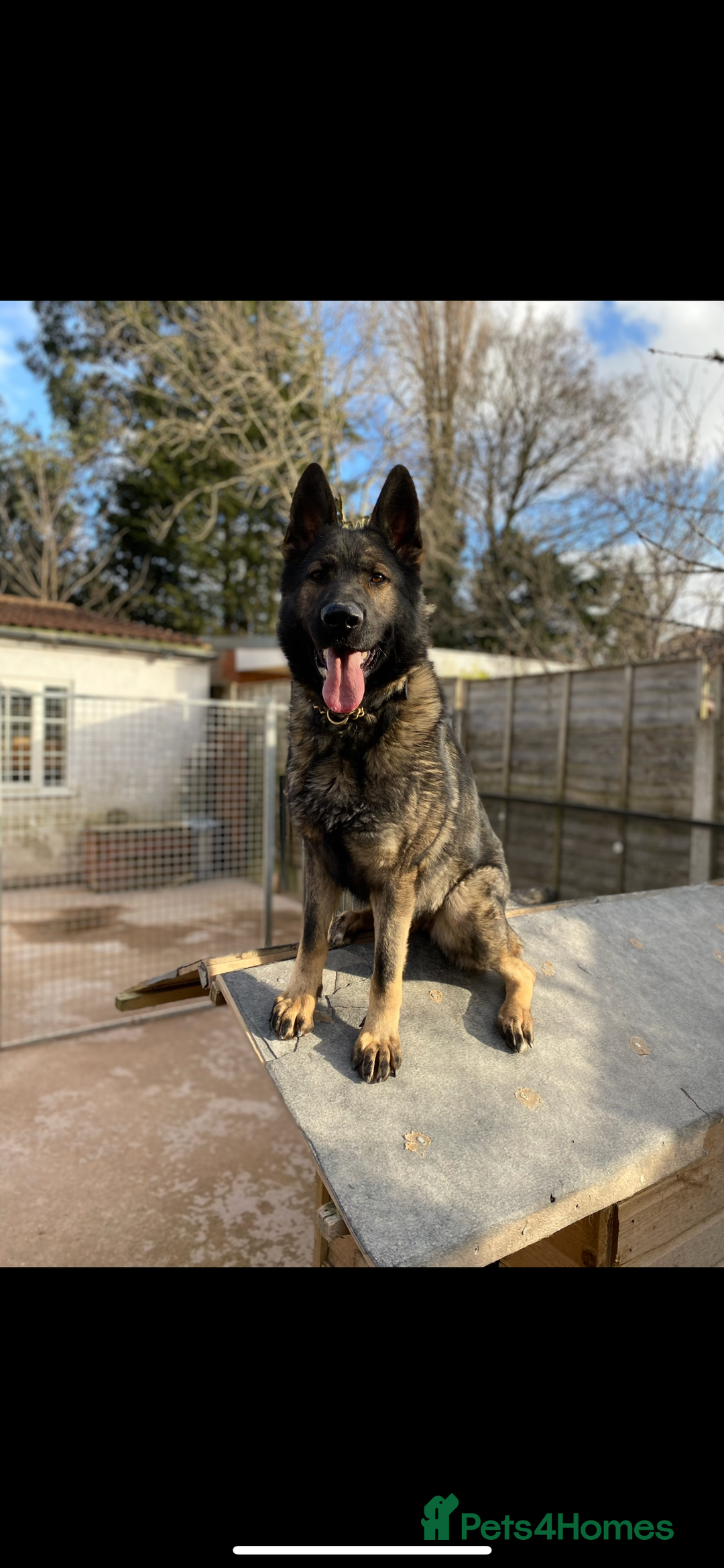 German Shepherd dogs for sale: READY NOW CZECH LINE GERMAN SHEPHERD PUPPIES!! - Image 14
