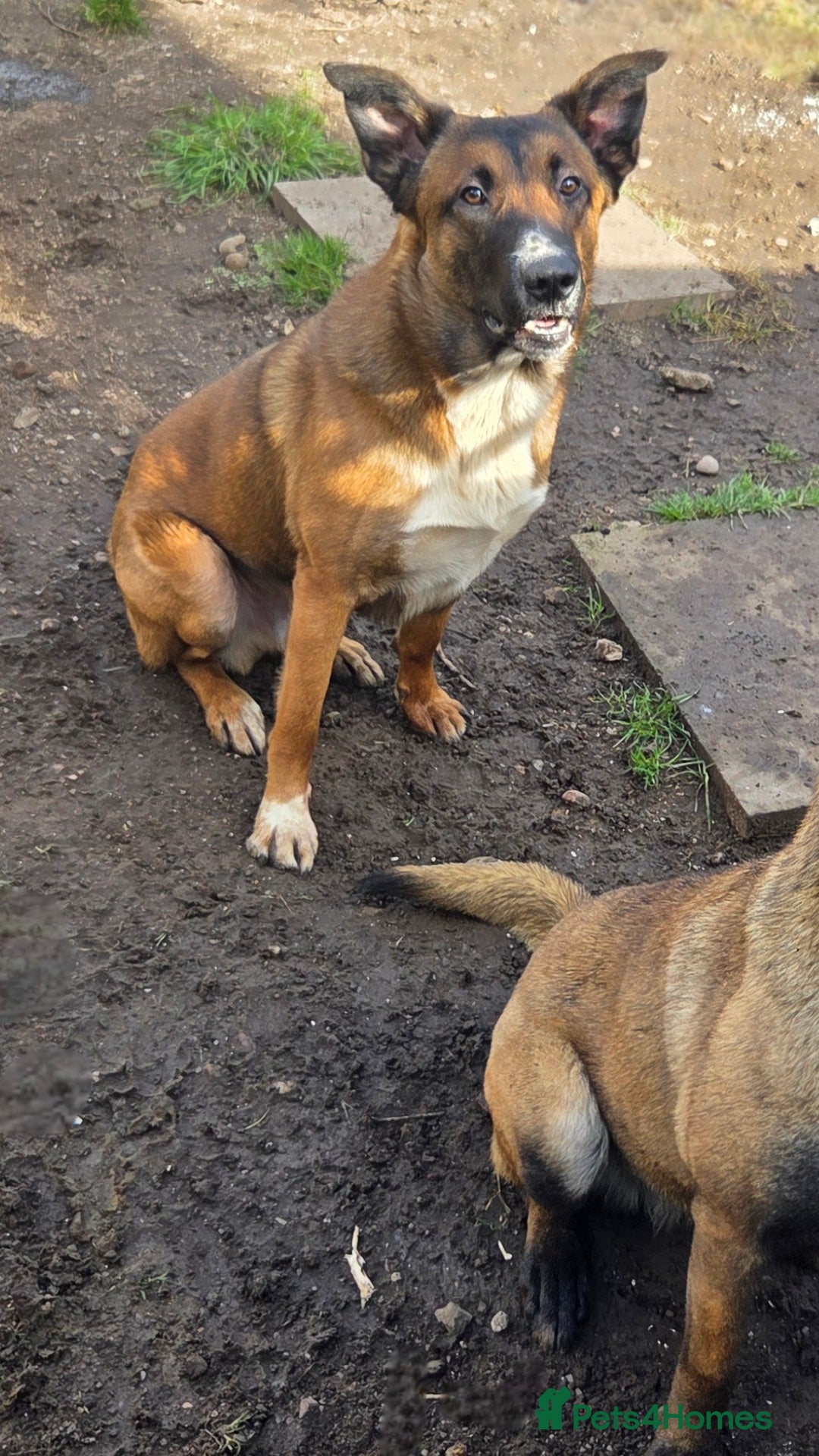 Mixed Breed dogs Belgian malinois x border collie stud only - Advert 1