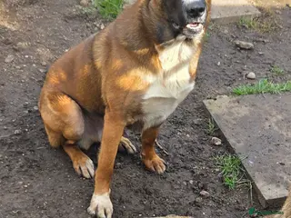 Mixed Breed dogs Belgian malinois x border collie stud only - Advert 2