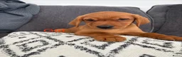 Labrador Retriever dogs for sale: Beautiful KC registered Labrador retriever puppies in Swansea - Advert 14