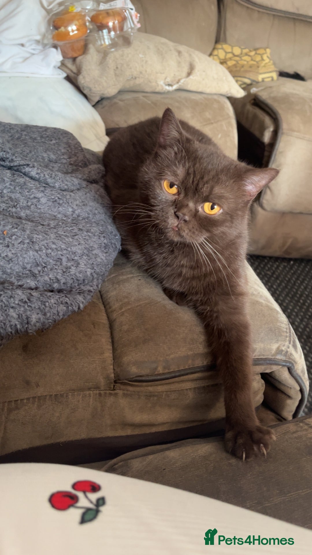 British Shorthair cats for sale: Two Adorable British Shorthair Kittens   - Advert 5