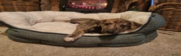 Lurcher dogs for sale: Stunning lurcher puppy’s  - Advert 9