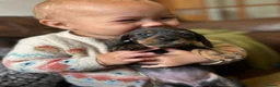 Dachshund dogs for sale: Irresistible miniature Dachshunds  in Malpas - Advert 4