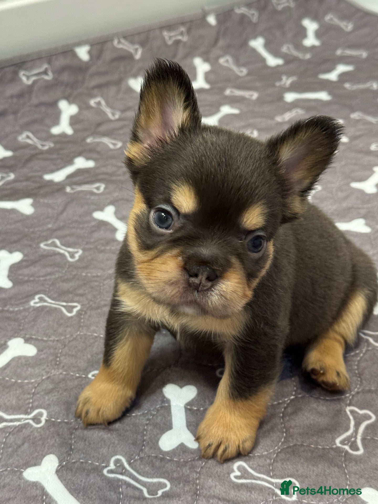 French Bulldog dogs for sale: Stunning French Bulldog puppies  - Advert 2