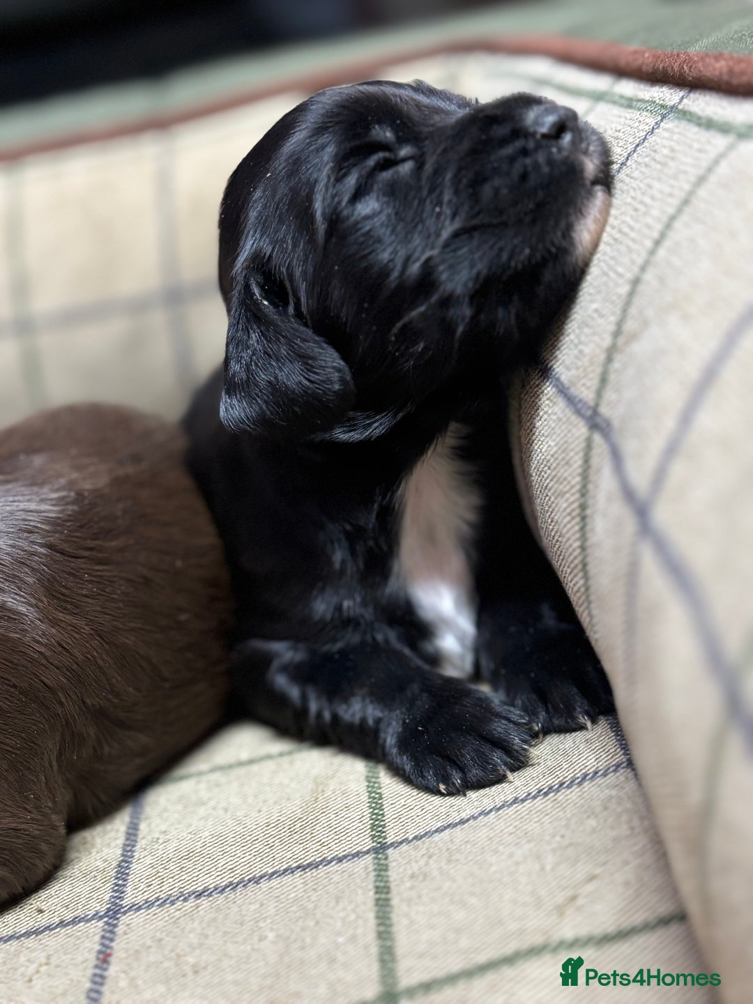 Cocker Spaniel dogs for sale: Gorgeous Cocker Spaniel Puppies  - Advert 7
