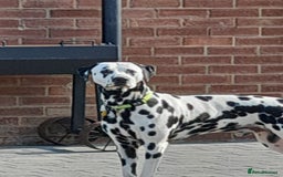 Dalmatian dogs for stud: Handsome boy for stud in Doncaster - Image 1