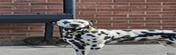 Dalmatian dogs for stud: Handsome boy for stud in Doncaster - Advert 1