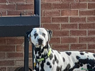 Dalmatian dogs Handsome boy for stud in Doncaster - Advert 1