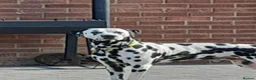 Dalmatian dogs for stud: Handsome boy for stud in Doncaster - Advert 1