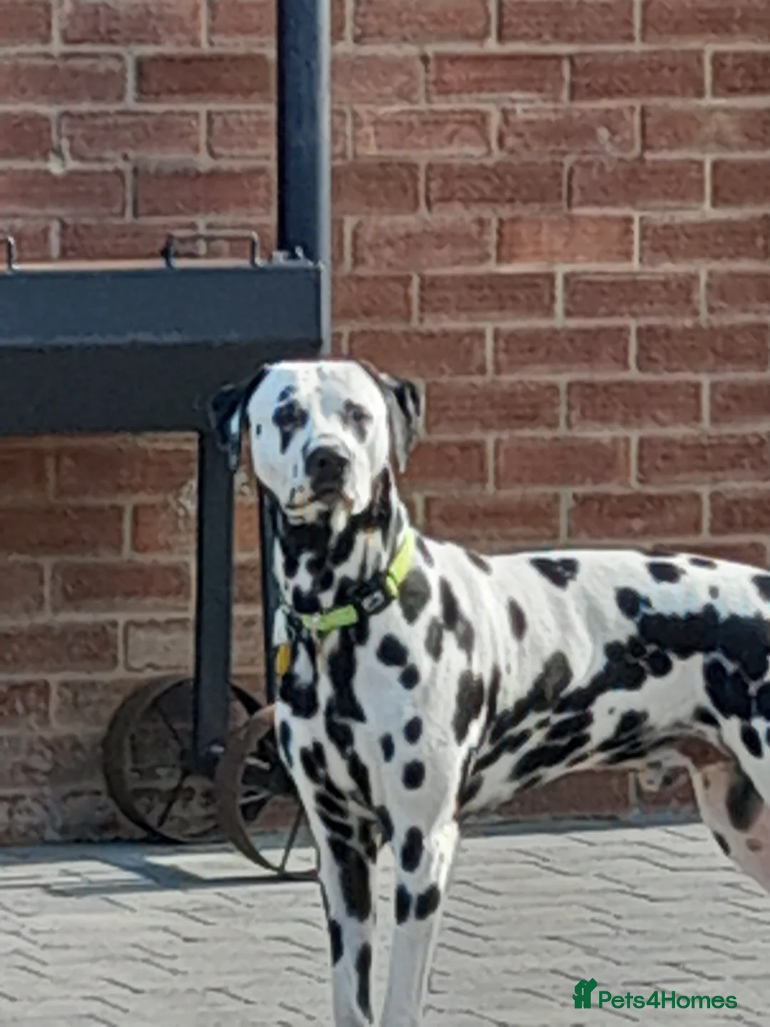 Dalmatian dogs for stud: Handsome boy for stud in Doncaster - Advert 1