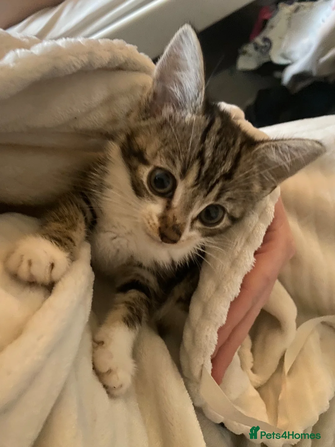 Mixed Breed cats for adoption: Selling Two beautiful kittens  - Advert 2