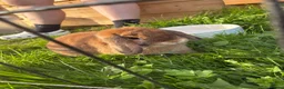 Mini Lop rabbits for sale: gorgeous mini lop - Advert 5