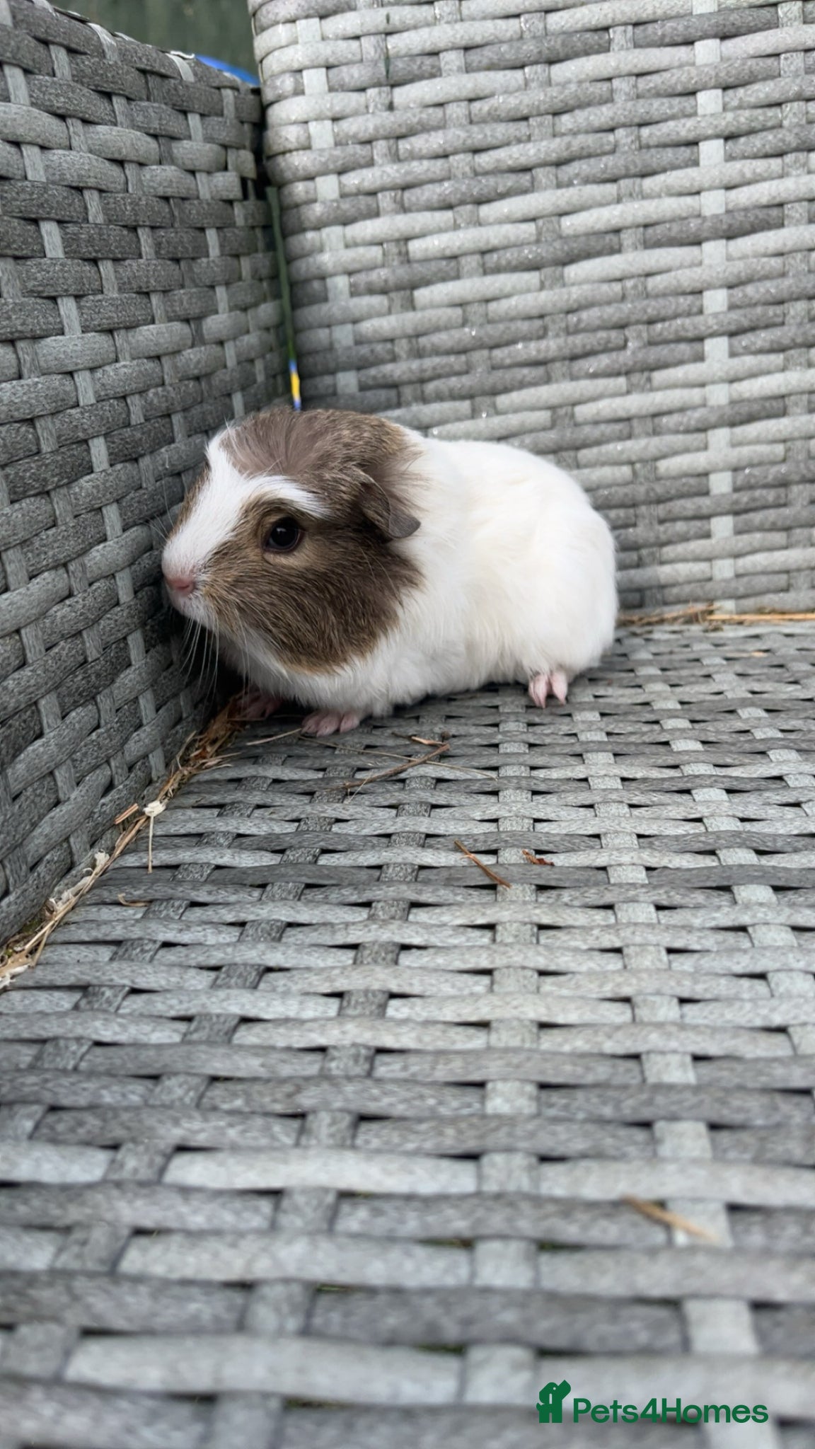 Guinea Pig rodents BABY GUINEA PIGS  - Advert 20