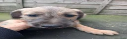 Mixed Breed dogs for sale: Whippet X Bedlington cross Whippet X Bedlington  in Burnley - Advert 2
