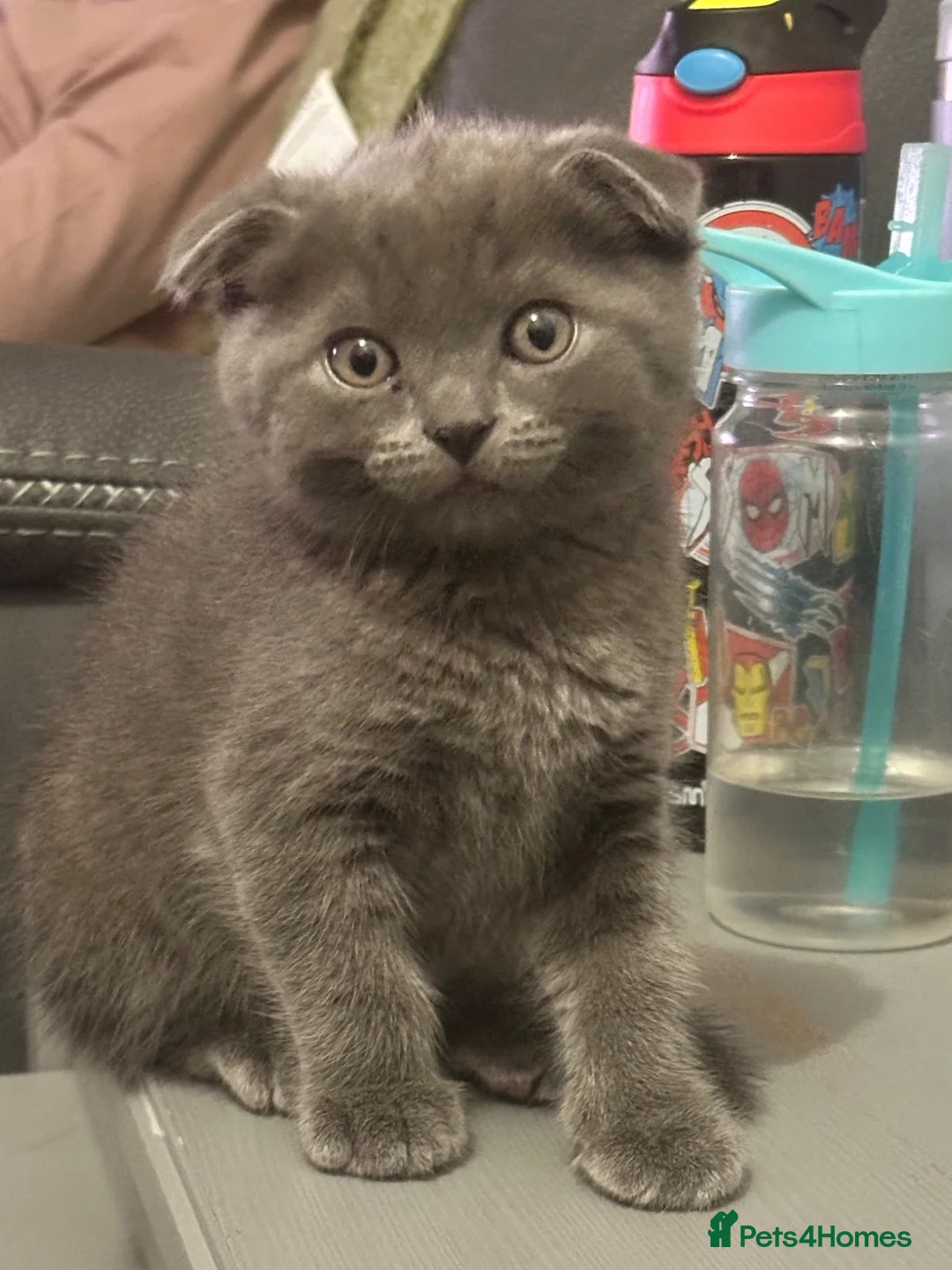 Scottish Fold cats for sale: Scottish fold kittens  in Dewsbury - Advert 1
