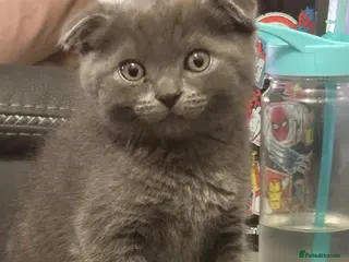 Scottish Fold cats Scottish fold kittens REDUCED - Advert 3