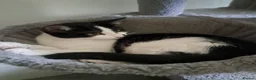 Domestic Shorthair cats for sale: Kittens for sale in Runcorn - Advert 7