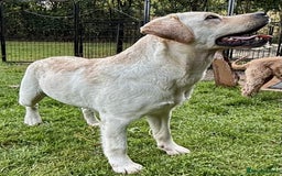 Labrador Retriever dogs for adoption: Lucia’s Story - Minutes from Death - Image 13