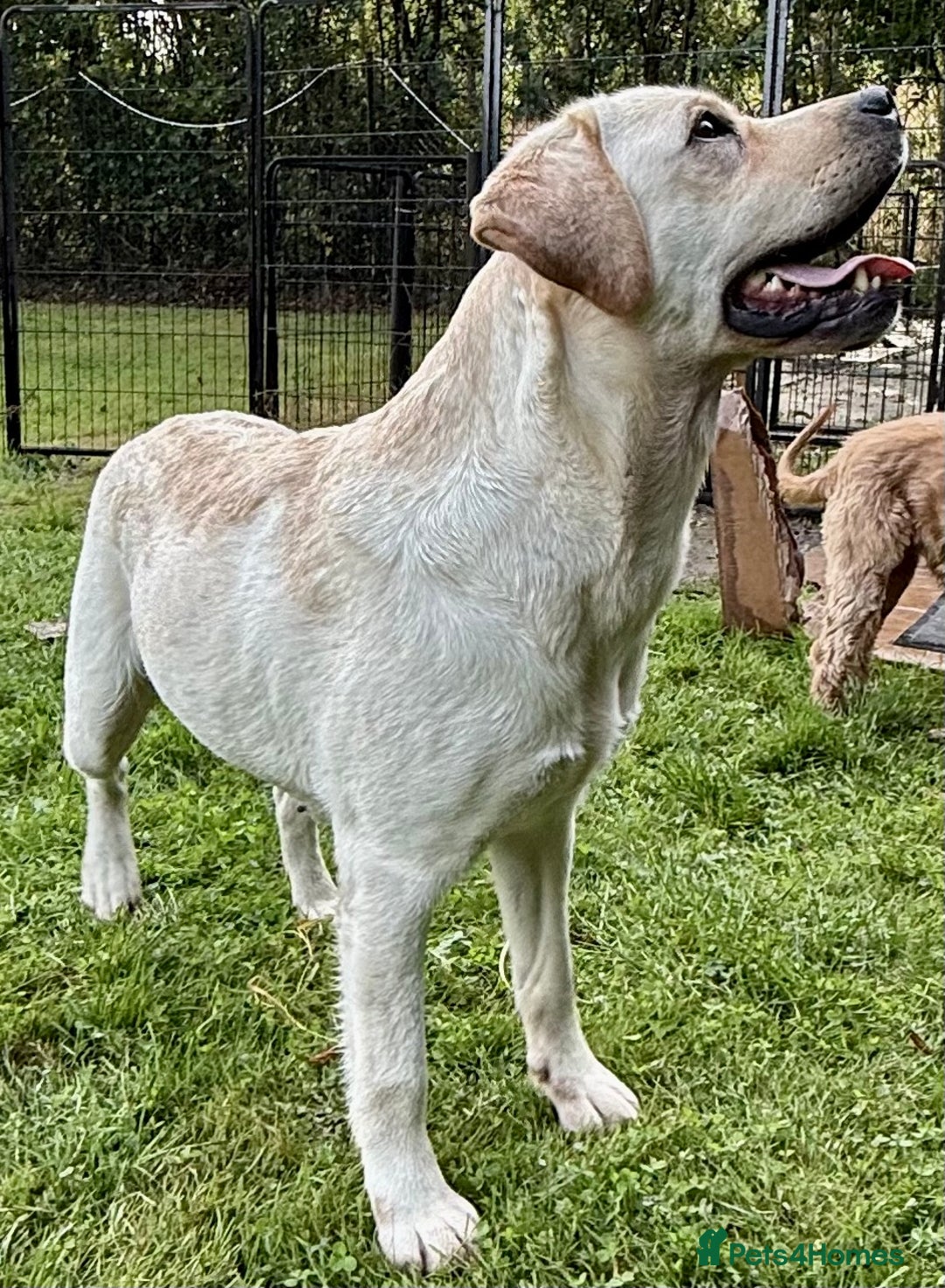 Labrador Retriever dogs for adoption: Lucia’s Story - Minutes from Death - Image 13