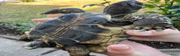 Hermann Tortoise reptiles for sale: Hermanns Tortoise - Advert 5