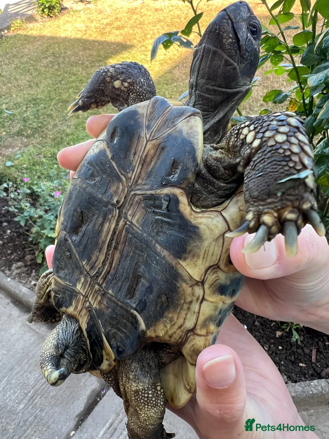 Hermann Tortoise reptiles for sale: Hermanns Tortoise - Advert 5