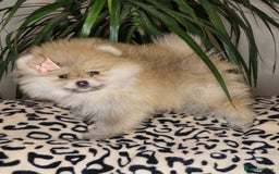 Pomeranian dogs for sale: CHAMPION BLOODLINE 3 female 1 male - Image 30