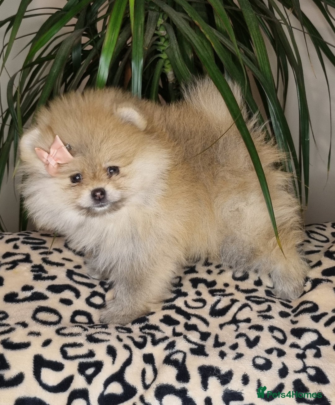 Pomeranian dogs for sale: CHAMPION BLOODLINE 3 female 1 male - Image 30