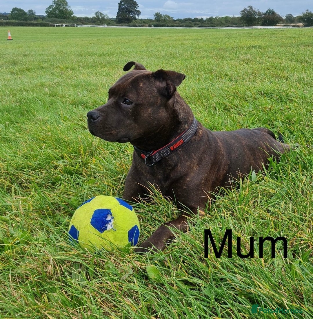 Staffordshire Bull Terrier dogs for sale: Staffy pups looking for their forever homes 🏡  - Image 5