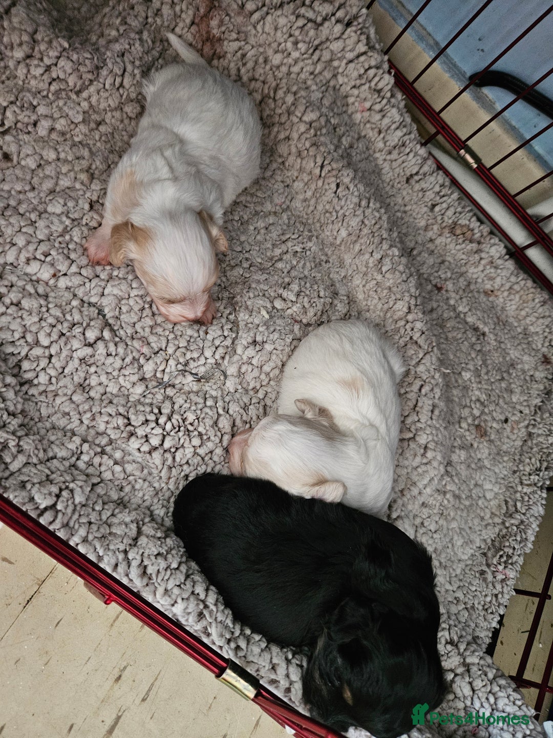 Maltipoo dogs for sale: Beautiful Maltipoo puppies  - Advert 9