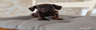 Doxiepoo 3