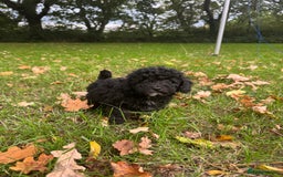 Poochon dogs for sale:  F1b poochon pups health tested parents licensed  - Image 3