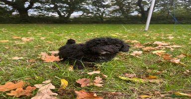 Poochon dogs - Advert 3