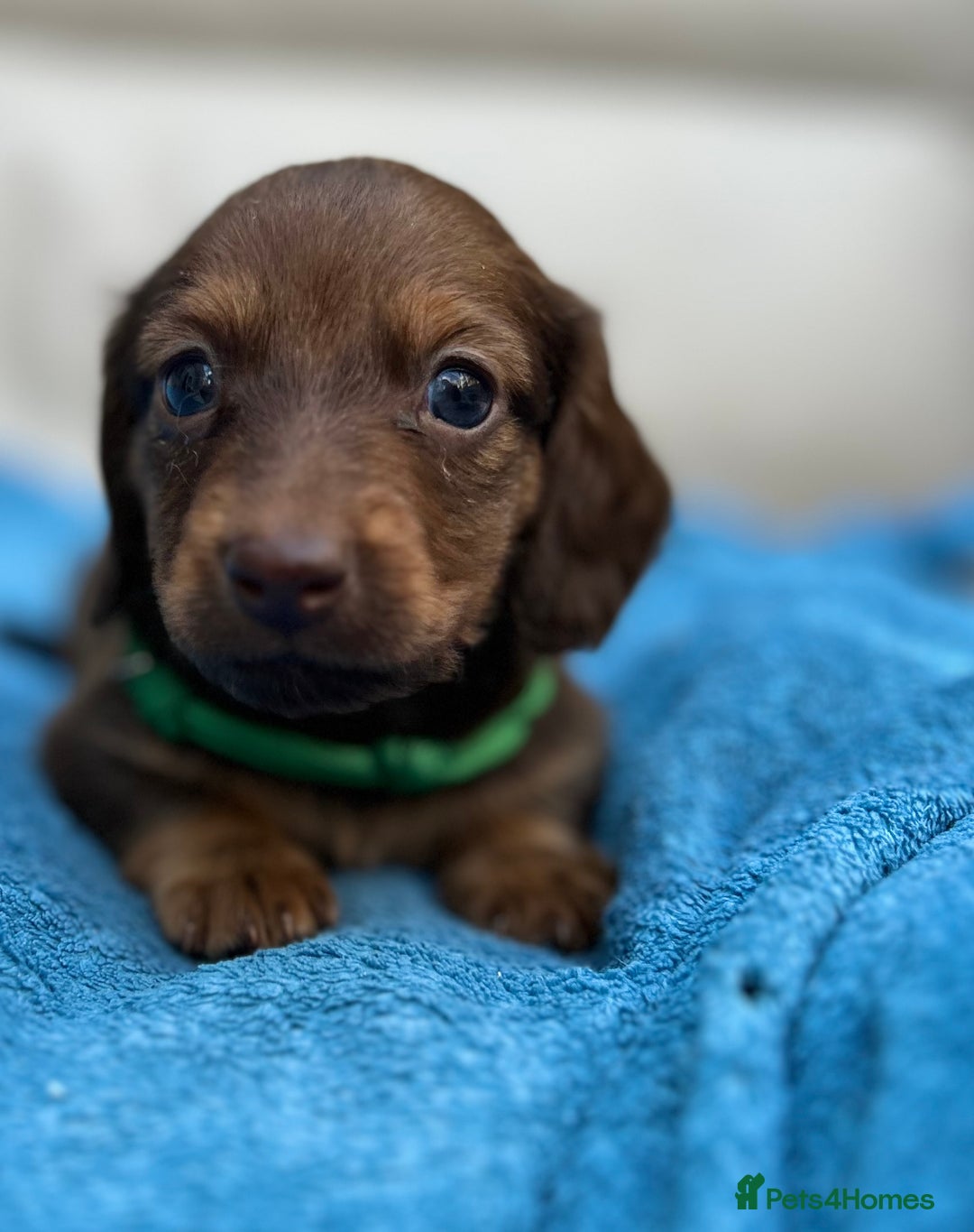 Dachshund dogs for sale: Mini Long-hair dachshund  - Image 6