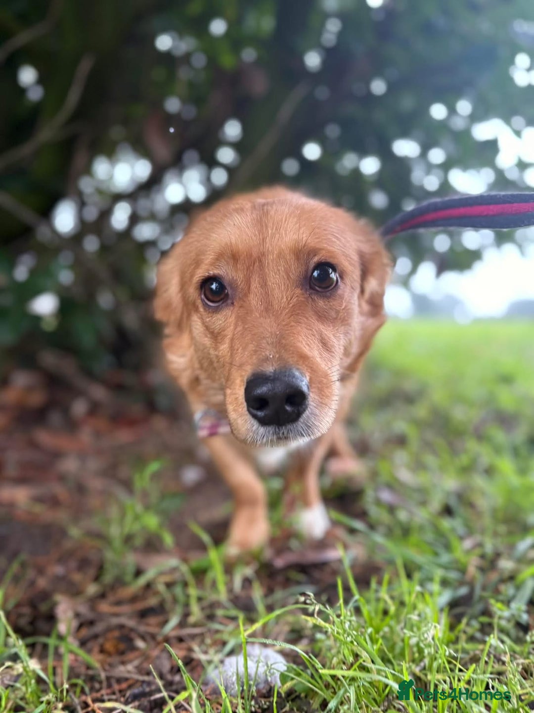 Mixed Breed dogs for adoption: Rose - Norwich Norfolk  - Advert 15