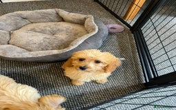 Cavachon dogs for sale: Cavapoochon 3 boys - Image 3