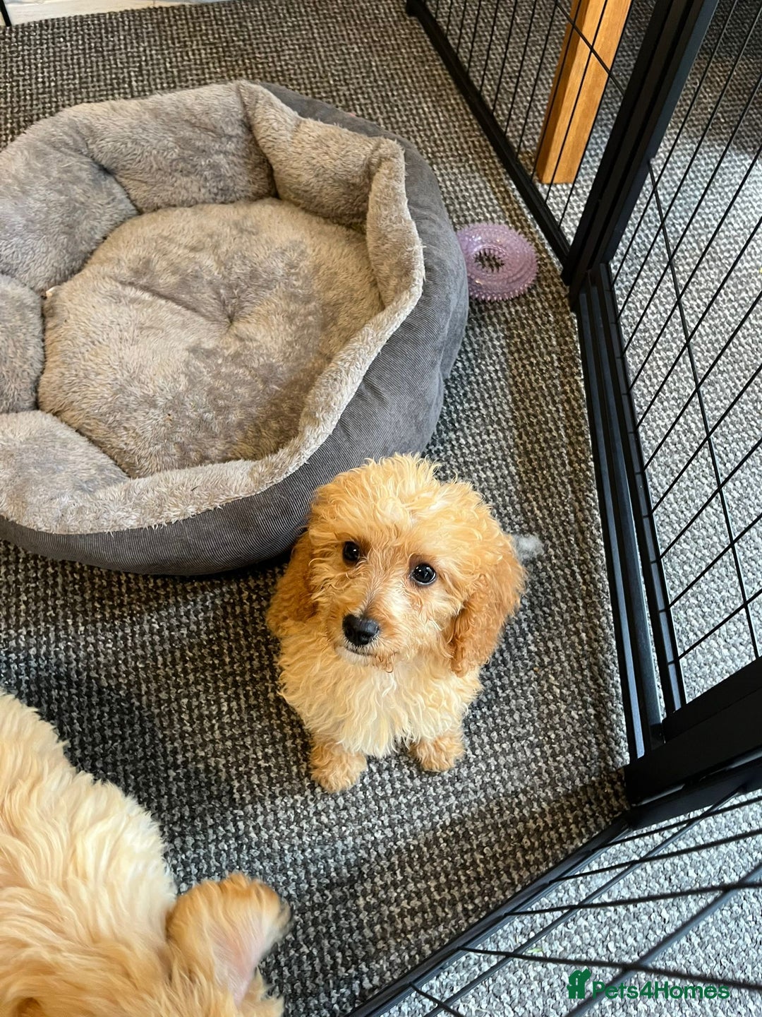 Cavachon dogs for sale: Cavapoochon 3 boys - Image 3
