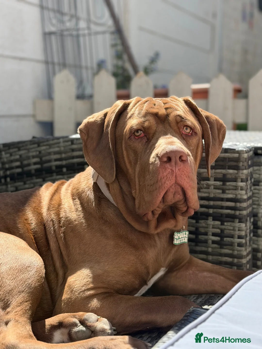 Cane Corso dogs for sale: Male Cane Corso Teddy 9 Months - Advert 4