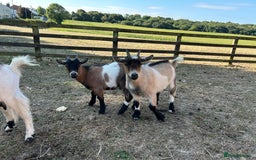 Goats livestock for sale: Beautiful Pygmy goats for sale £100-£200 - Image 8