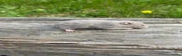 Hamster rodents for sale: Beautiful baby Syrian Hamsters Sheffield - Advert 31
