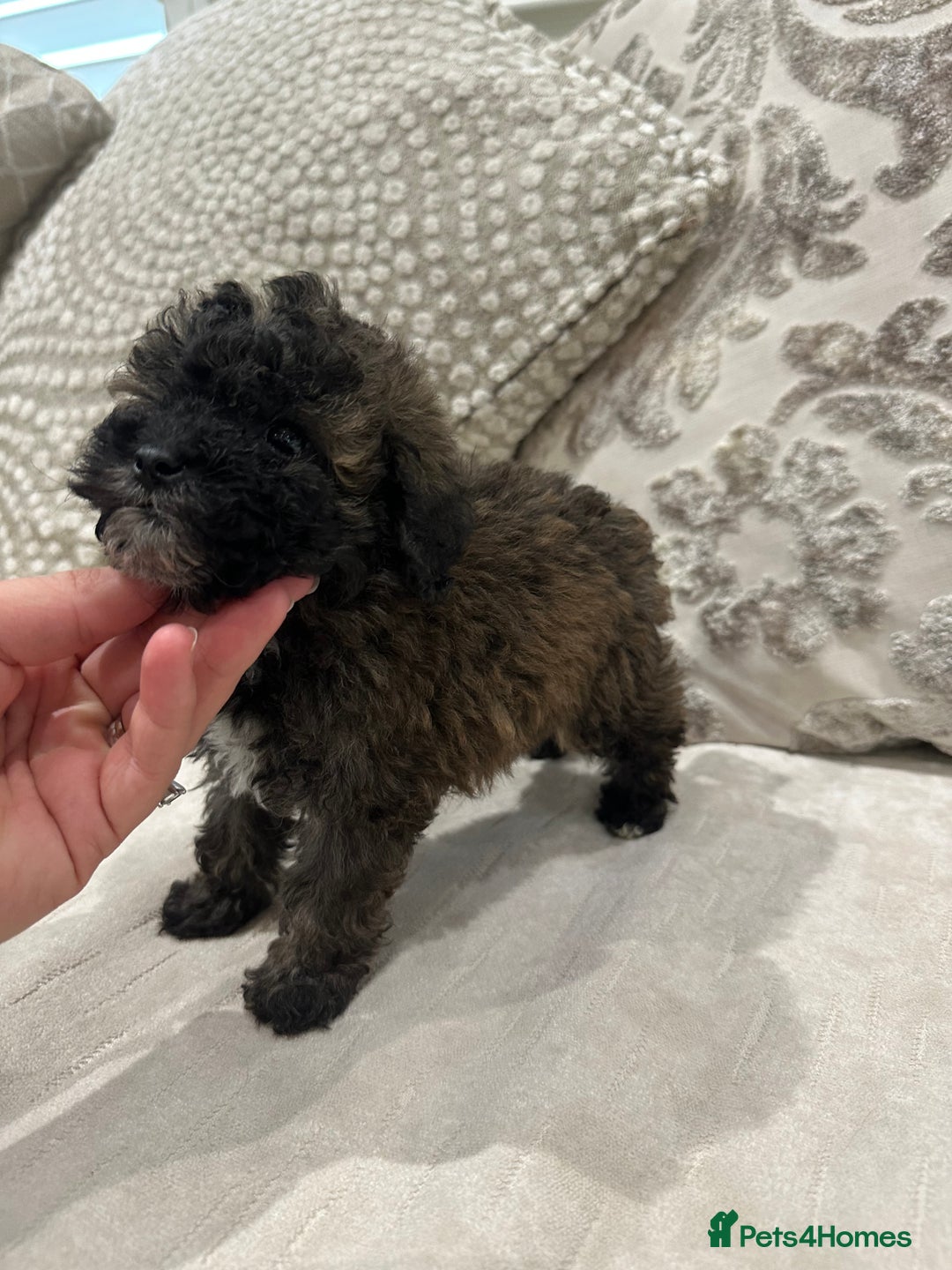 Toy Poodle dogs for sale: Kc Tiny toy poodles DNA 🧬 clear  - Advert 5