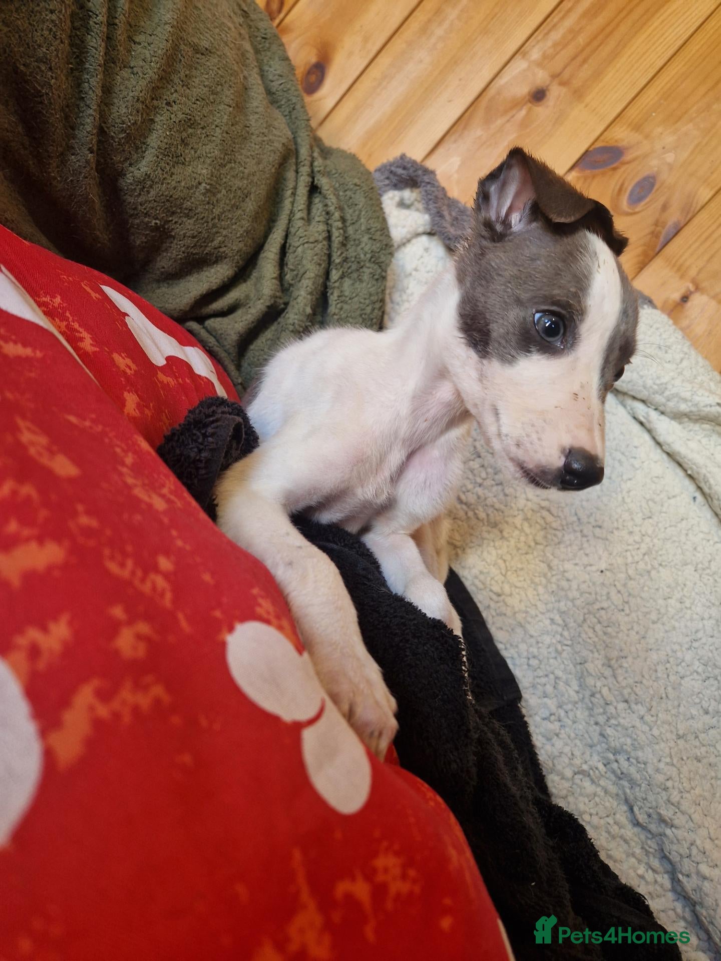 Whippet dogs Kc registered whippets - Advert 9