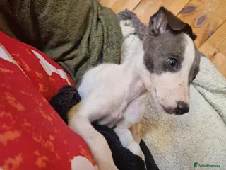 Whippet dogs Kc registered whippets - Advert 5