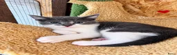 Mixed Breed cats for sale: 😍Mix Kittens 😍 - Advert 2