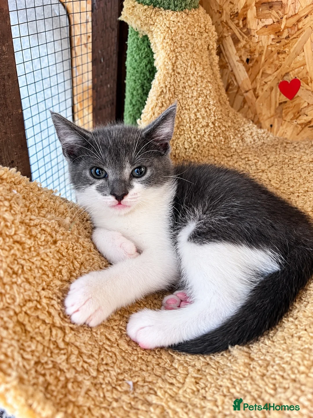 Mixed Breed cats for sale: 😍Mix Kittens 😍 - Advert 2